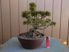 豪快枝張り】杜松（トショウ）盆栽 樹高24cm×横幅30cm - メルカリ