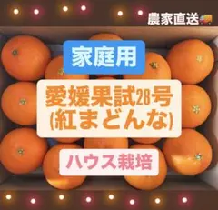 ⭐︎家庭用 ⭐︎愛媛果試28号 ⭐︎Sサイズ ⭐︎農家直送 ⭐︎紅まどんな