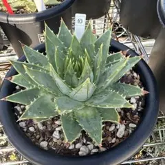 ポリフィラ　アロエ　良型　ポリフィラベビーおまけ付き ポリフィラ アロエ 良型 ポリフィラベビーおまけ付き ポリフィラ