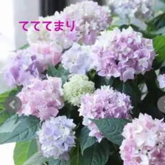 NORIHIKO様 リクエスト 2点 まとめ商品