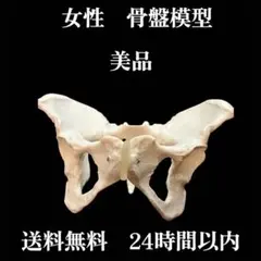 2026年最新】カイロプラクティック模型の人気アイテム - メルカリ
