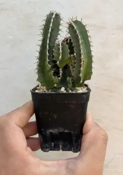 ムランジーナ　ユーフォルビア　実生　希少株　サボテン　アガベ　多肉植物 ムランジーナ ユーフォルビア 実生 希少株 サボテン アガベ 多肉植物