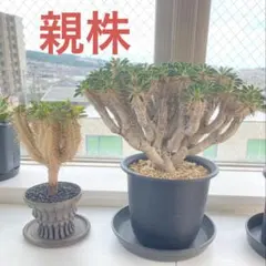 ユーフォルビア ギラウミニアナ 種子3粒のサムネイル