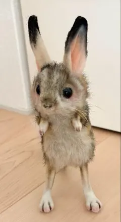 「新種発見！トビネズミ」ハンドメイド人形 HANSA BH7497 トビネズミ とびねずみ 跳鼠 ぬいぐるみ リアル : Dear