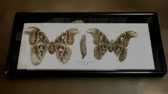 2026年最新】ヨナ 標本の人気アイテム - メルカリ