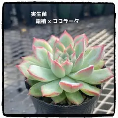 多肉植物エケベリア 実生苗 霜椿xコロラータ ⓐ 抜き苗