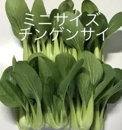 ミニチンゲンサイ 青梗菜 約500gのサムネイル