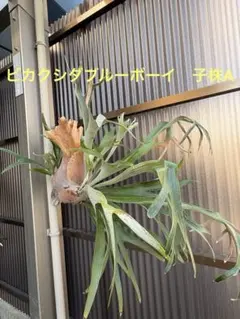 비카시다 블루보이 자주 A