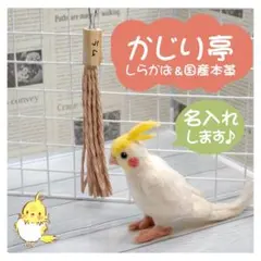 インコちゃんの✩.*˚しらかば＆国産本革のかじり亭　手書きで名入れします♪