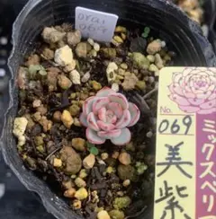 ミックスベリア 札のみ 札のみ ミックスベリア おらいさん苗 多肉植物 - メルカリ