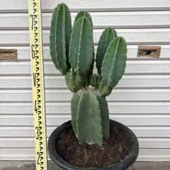 柱サボテン(棘あり)鬼面角　3本大株(蕾付き) ９号鉢特大美株3株植え 美品 柱サボテン(棘あり)鬼面角 3本大株(蕾付き) 9号鉢特大美株3株植え 美