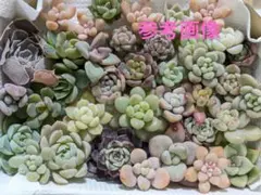 多肉植物 チビ苗 ちまちま寄せ植 カット苗 詰め合わせ 多肉弁当