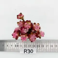 2026年最新】レッドベリー錦の人気アイテム - メルカリ