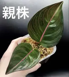 2026年最新】アグラオネマ ロタンダム アチェの人気アイテム - メルカリ