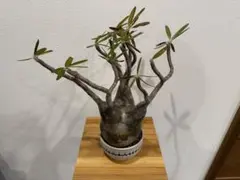 2026年最新】VALIEM skullの人気アイテム - メルカリ