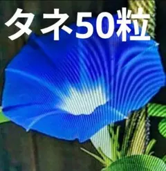 青いアサガオ　タネ　50ツブ360円のサムネイル