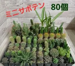 haha様 リクエスト 5点 まとめ商品