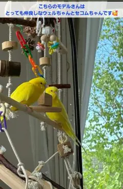 56 バードアスレチック ブランコ インコ バードトイ 止まり木 - メルカリ