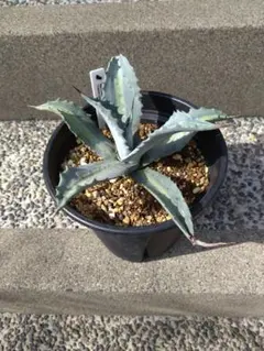 2026年最新】アガベアメリカーナの人気アイテム - メルカリ