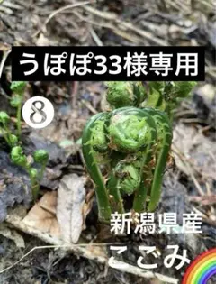 山菜　こごみ　こごめ　新潟県産　採れたて新鮮発送