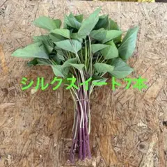 シルクスイート 15本 新鮮さつまいも苗 無農薬 - メルカリ