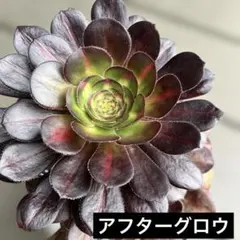 アフターグロー アフターグロウ 薄葉 大型 エケベリア 多肉植物 - メルカリ