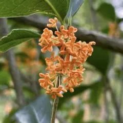 金木犀 ガーデニング