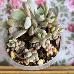 花ばあば様 リクエスト 3点 まとめ商品