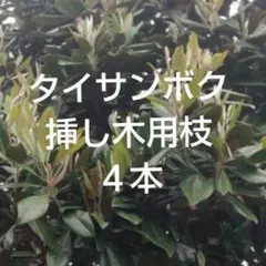 2026年最新】タイサンボク 苗の人気アイテム - メルカリ
