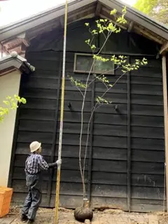 希少。美斑紋 山採りマルバノキ3.0M(鉢底から)品番B - メルカリ