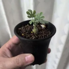 2026年最新】観葉植物 塊根植物・コーデックスの人気アイテム - メルカリ
