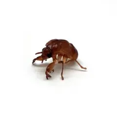 昆虫　一番くじ　世界の昆虫博物館　E賞　デスクトップ昆虫フィギュア　セミの幼虫