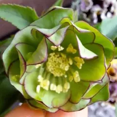 ☆2025年 クリスマスローズ 発芽苗 抜き苗 大木さんのグリーンddピコ小輪 2025年最新】大木ナーサリーの人気アイテム - メルカリ