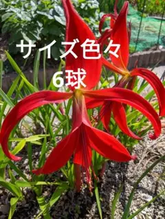 くみ様 リクエスト 3点 まとめ商品