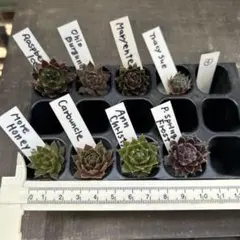 2026年最新】センペルビウムの人気アイテム - メルカリ