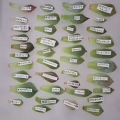 葉挿し　大量セット 増やすシリーズ！葉っぱの大きいデカ多肉の葉挿しを研究してみよ