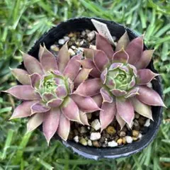 Tamahan Hybrid センペルビウム 多肉植物 紫系 - メルカリ