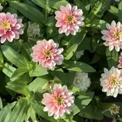 ❤️ジニア 八重(半八重)矮性 種子