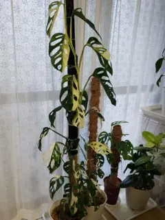 朝方迄限定価格【大きめ葉3枚】 斑入りMonstera・マドカズラのサムネイル