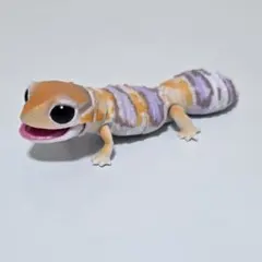 生物大圖鑑 Repti 西非守宮（白化）