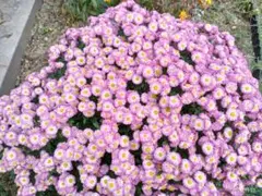 ピンク色のザル菊の苗のサムネイル