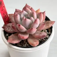 2026年最新】多肉植物 リンゼアナの人気アイテム - メルカリ