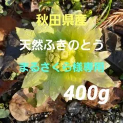 秋田県産 天然 山菜 ふきのとう 蕗の薹 400g 採れたて