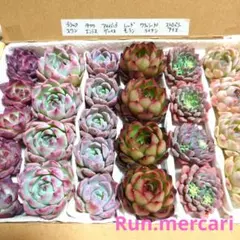 多肉植物エケベリア【カット苗】☆詰め合わせセット☆数量限定