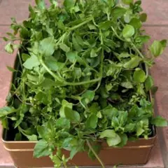 ドンくん様 リクエスト 2点 まとめ商品