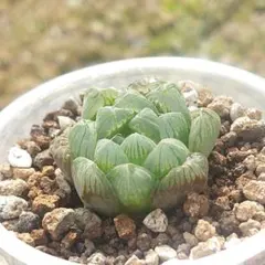 多肉植物　ハオルチア　オブツーサ②