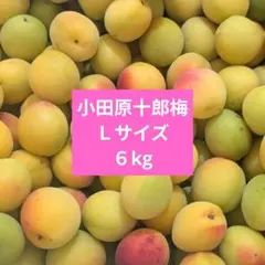 6/10収穫 福井県産 紅映梅 Lサイズ以上5kg - メルカリ