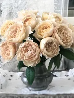 薔薇　バラ苗　接木苗　新苗　CHARLOTTE PERR***入手困難つぼみあり 薔薇 バラ苗 接木苗 新苗 CHARLOTTE PERR***入手困難つぼみあり - メルカリ