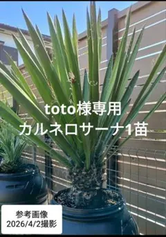 toto様専用　ユッカ　カルネロサーナ　1苗のサムネイル