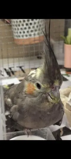 Item thumbnail for item 5d843b50-4ad9-460b-9fa0-293202f8172f